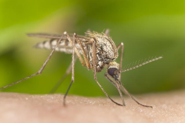 Genetski modifikovanim komarcima protiv zika virusa